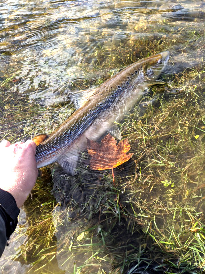 Autumn salmon from Abernant - KG of Birmingham